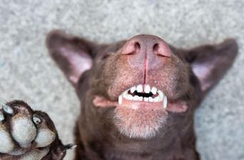 Dental Care Trends for Pets